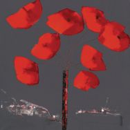 Tableau coquelicots sur alu-dibond brossé 70 x 70 cm