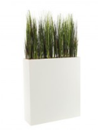 Plante
