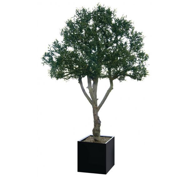 Arbre feuillages OLIVIER