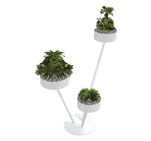 Babylone 3 branches 3 Succulente