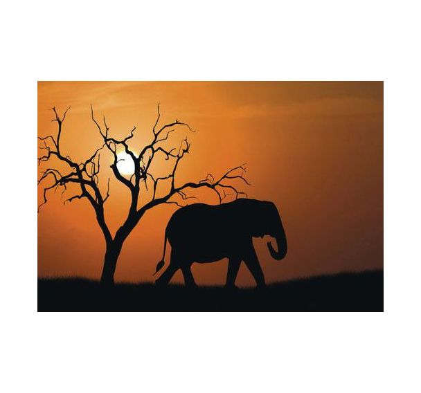 Cadre de décoration H65 x L 98 cm Eléphant d'Afrique