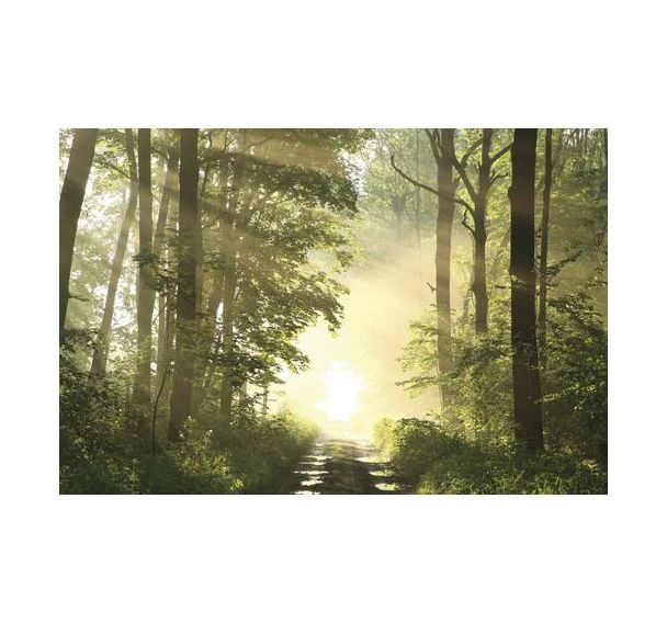 Cadre de décoration H65 x L 98 cm Forêt