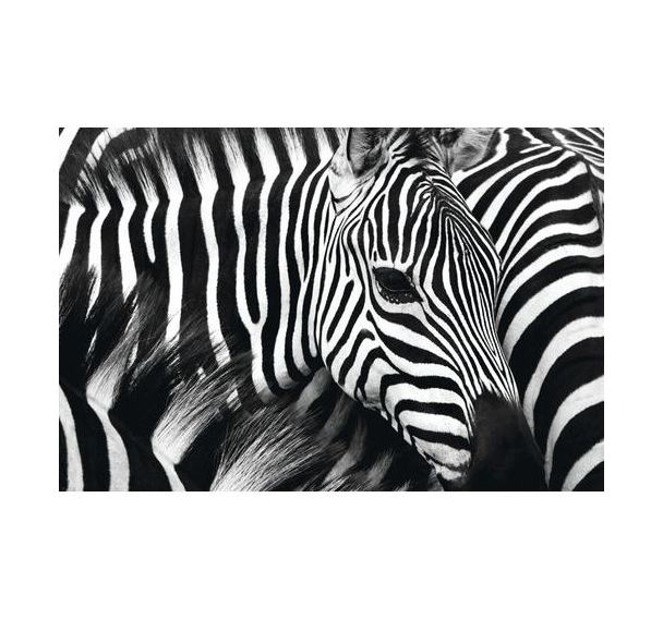 Cadre de décoration H65 x L 98 cm Zèbre