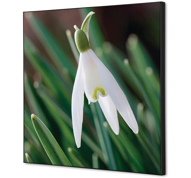 Cadre décoratif en tissu Fleur Blanche Spirée - Showdown Displays