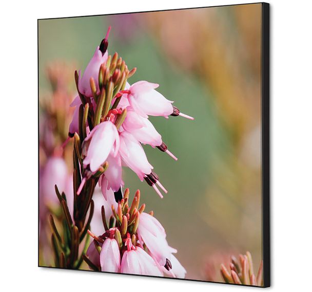 Cadre décoratif en tissu Fleur De Bruyere - Showdown Displays