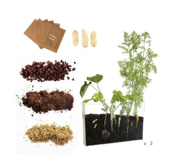 Coffret d'observation des racines