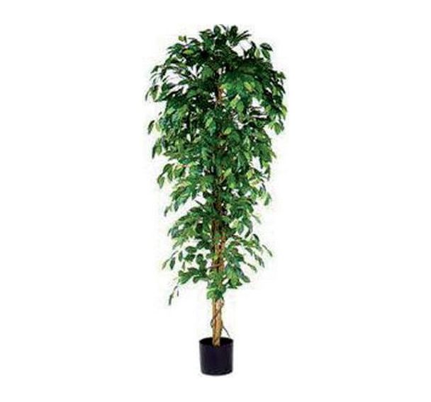 Ficus Benjamina 210cm