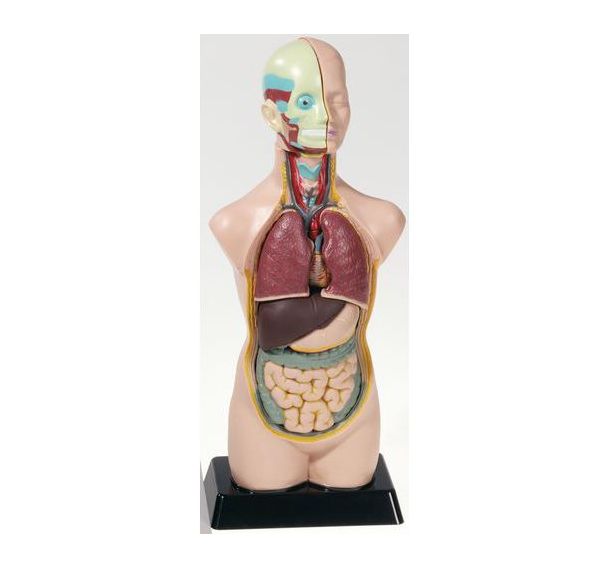 Kit d'anatomie