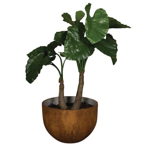 L'alocasia cm Tanaman