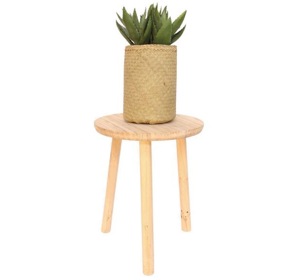 L'aloe