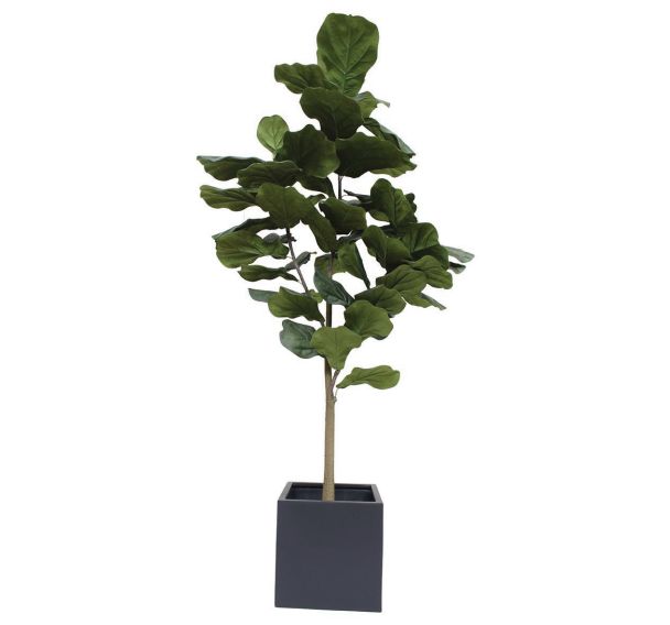 L'arbre Lyrata