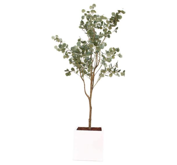 L'eucalyptus