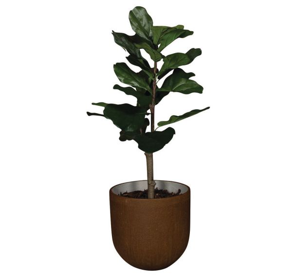 Le ficus Lyrata
