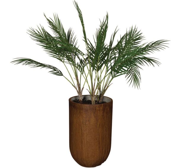 Le palm