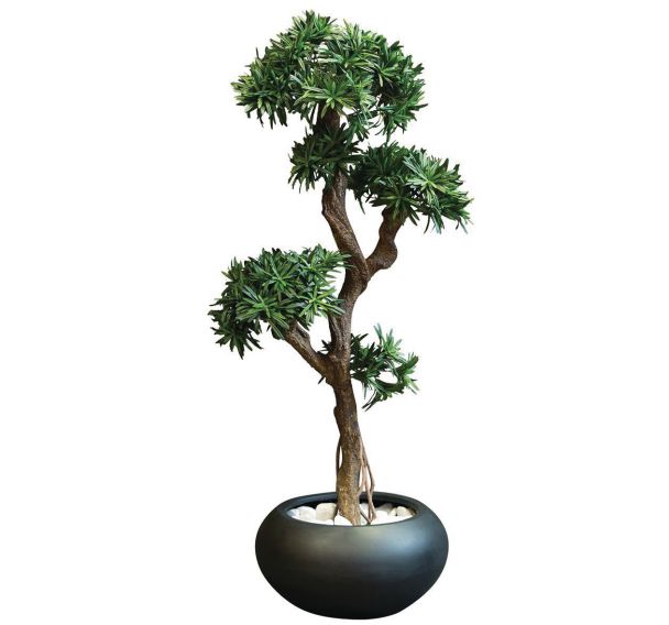 Le podocarpus
