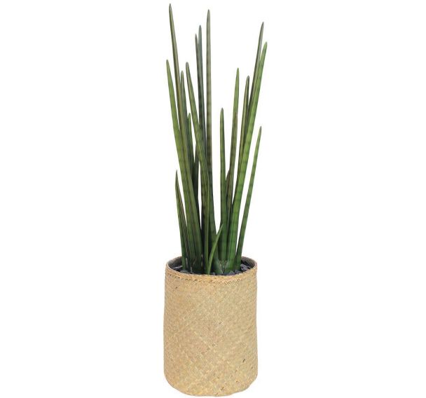 Le sanseveria