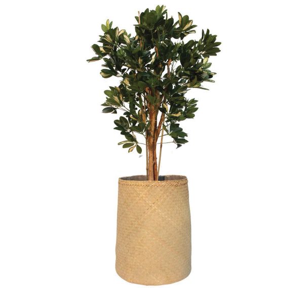 Le schefflera