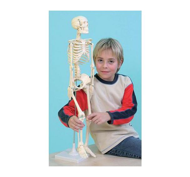 Le squelette humain, taille 80 cm