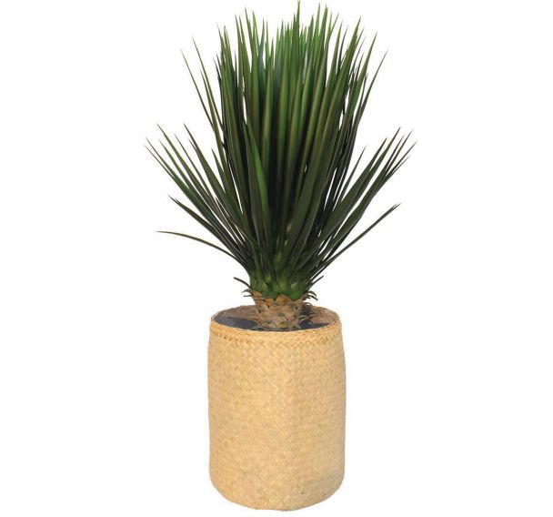 Le yucca