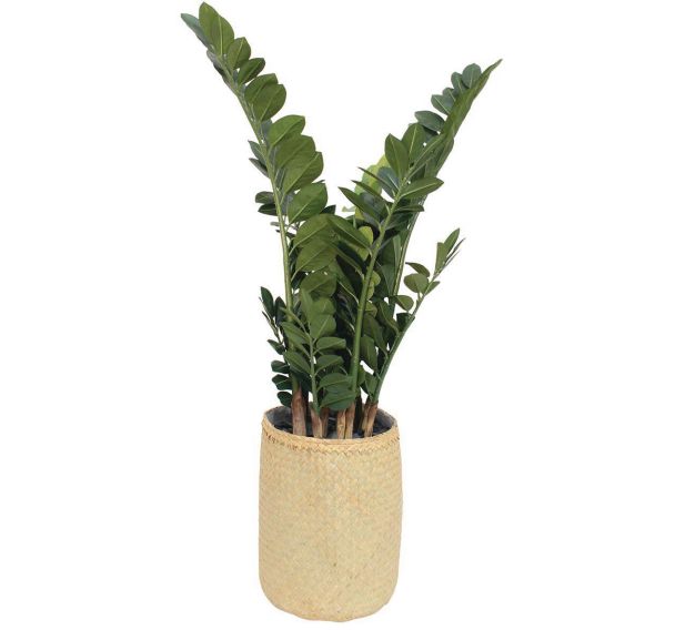 Le zamia