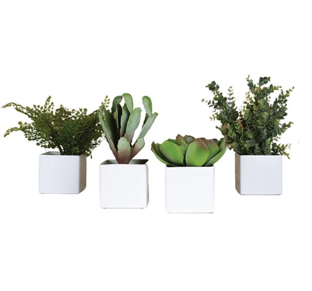 Lot de 4 pots carrés 11x11 4 plantes Tanaman