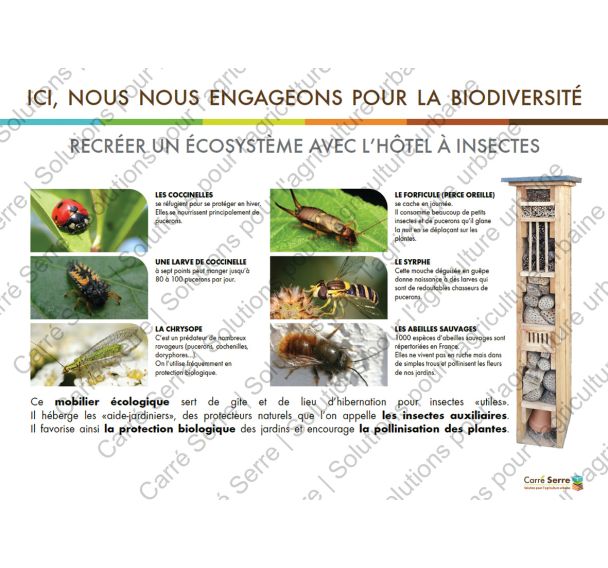 Panneau éducatif - Les insectes
