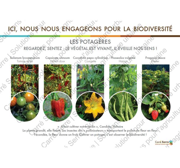 Panneau éducatif - Les plantes potagères