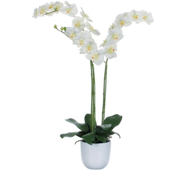 Plante Phalaenopsis orchidée vert blanc hauteur 100cm