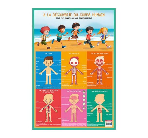 Poster 50x70cm corps humain
