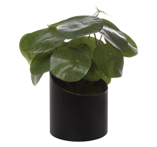 Pot à poser VAGUE Pilea