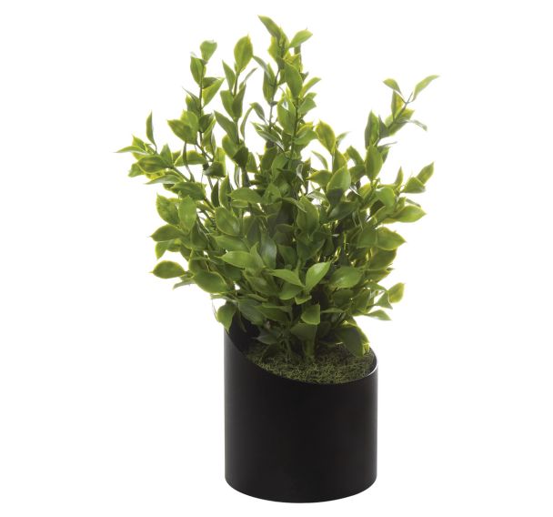 Pot à poser VAGUE Podocarpus
