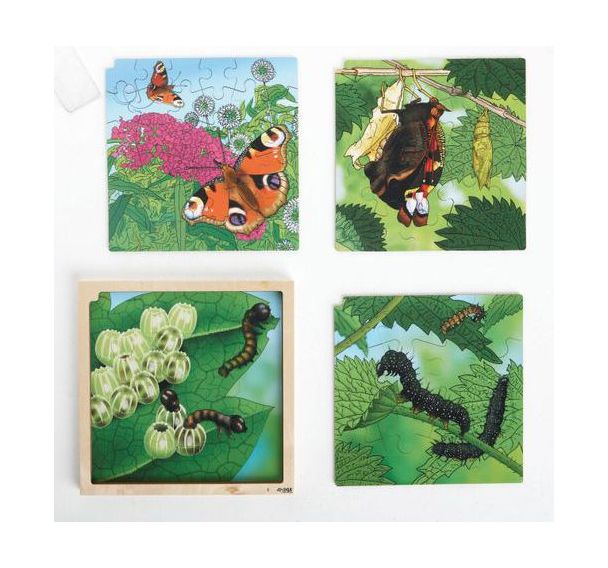 Puzzle développement du papillon