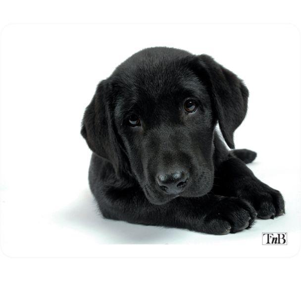 Tapis de souris illustré Dog