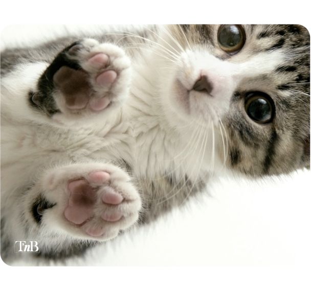 Tapis de souris illustré Kitty