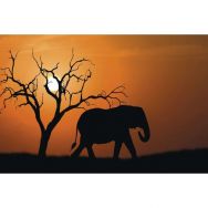 Cadre de décoration H65 x L 98 cm Eléphant d'Afrique