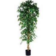 Ficus Benjamina 210cm