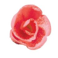 Lot de 60 Décor comestible rose cristallisée