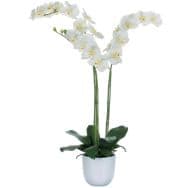 Plante Phalaenopsis orchidée vert blanc hauteur 100cm