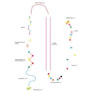 Parcours d'activités 45 mL en résine thermocollée