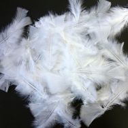 Plume blanche (Sachet de 100)