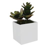 Pot à poser TI'CUB composition Sedum - Genexco