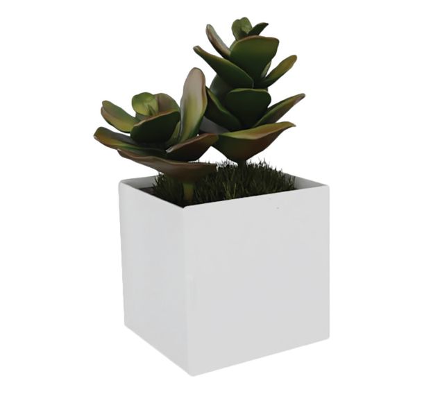 Pot à poser TI'CUB composition Sedum - Genexco