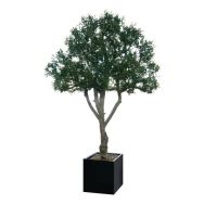 Arbre feuillages OLIVIER