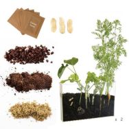 Coffret d'observation des racines