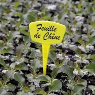 Étiquettes à planter Label 15 - Lot de 10