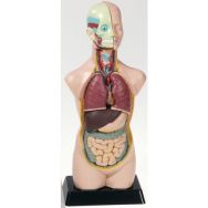 Kit d'anatomie