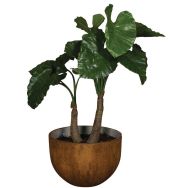 L'alocasia cm Tanaman