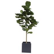 L'arbre Lyrata