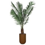L'areca