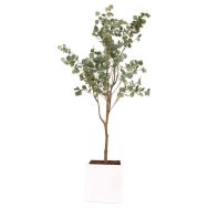 L'eucalyptus